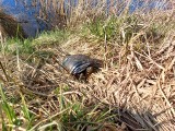 Żółwie nad zalewem w Czerwieńsku. To rzadki żółw błotny, czy hodowlany intruz? Zagadka rozwiązana 