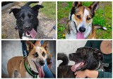 Psy do adopcji ze schroniska w Słupsku. Wszystkie czekają na nowego i kochającego właściciela [ZDJĘCIA]