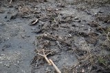 Nieczystości w lesie. Leśnicy z Czarnej Białostockiej ujawnili sprawców. Wylewali nieczystości do lasu w pobliżu ujęcia wody [ZDJĘCIA]