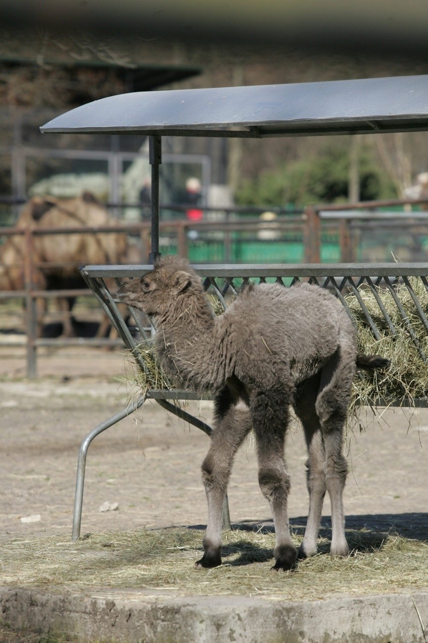 Śląski Ogród Zoologiczny