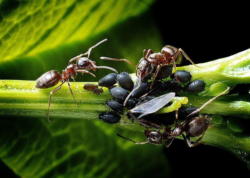 Mrówki nie znoszą zapachu cynamonu. Już niewielka ilość tej...