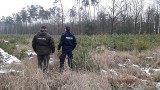 Trwa akcja Choinka przeciw złodziejom drzewek: są patrole w lasach ZDJĘCIA