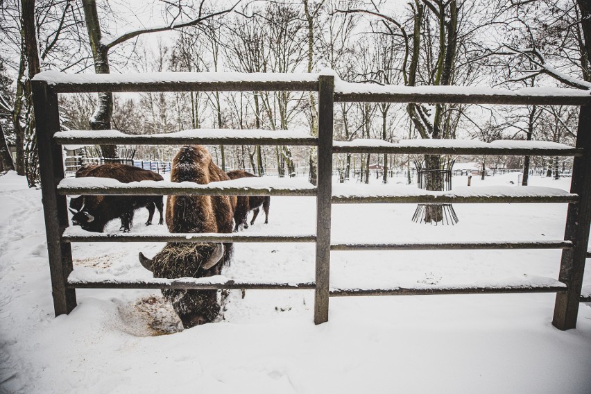 Walentynki w Śląskim Ogrodzie Zoologicznym? A czemu nie!...