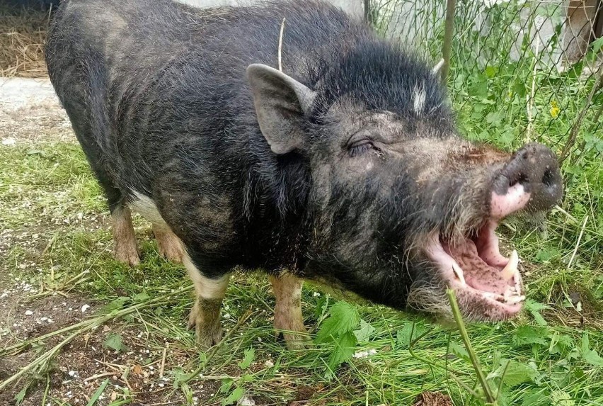 Bezdomna czarna świnka z Rychnów zyskała imię i nowy dom pod Toruniem