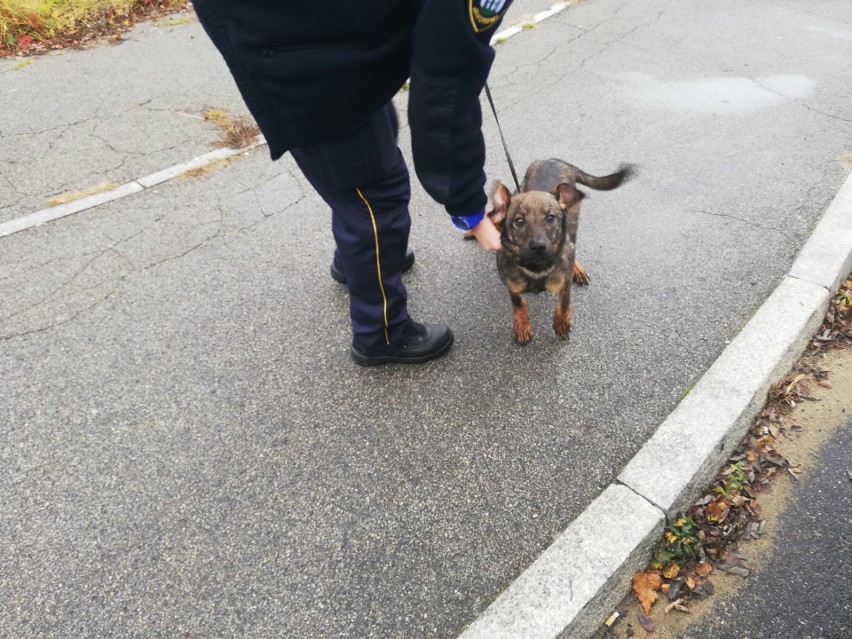 Porzucony pies został znaleziony na Velostradzie w Jaworznie