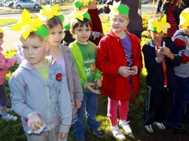 Co roku Fundacja Palium podczas kampanii Pola Nadziei zachęca najmłodszych do sadzenia żonkili