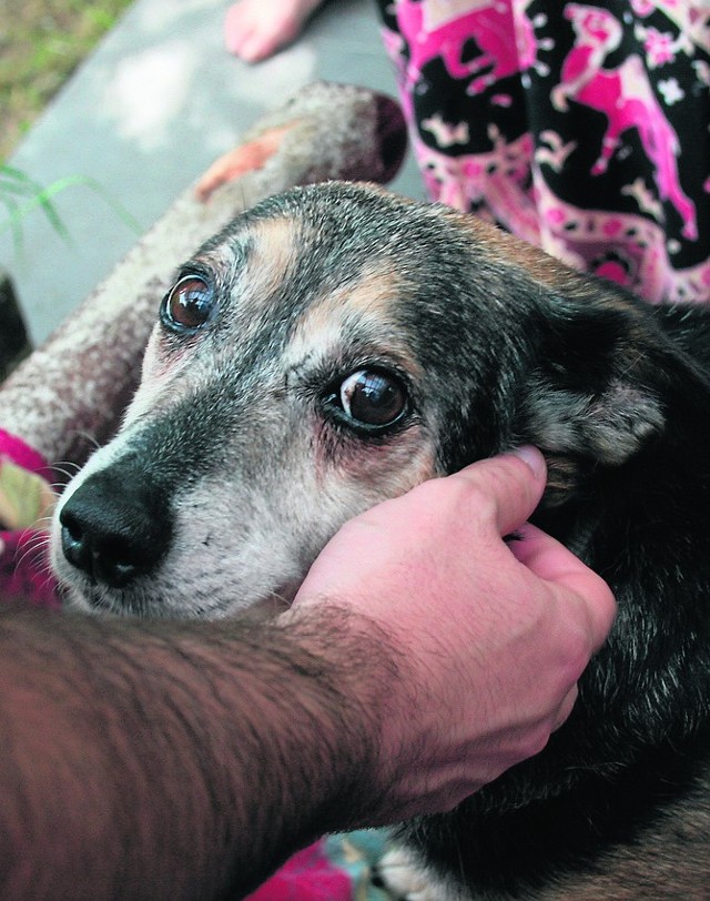 Jarko ma siwy pysk i na karku sporo lat. Leżał w przydrożnym rowie, wycieńczony i obolały. Teraz jednak jest szczęśliwym psem