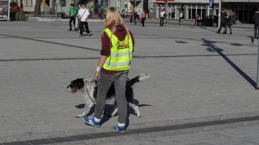 "Nie kupuj-adoptuj!" - festyn dla zwierząt w Częstochowie [ZDJĘCIA]