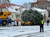 Bożonarodzeniowa wielka choinka dojechała do centrum Białegostoku. Drzewko podarował jeden z mieszkańców