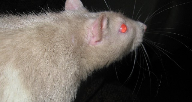 Szczury w Policach można zauważyć niemal na każdym kroku.