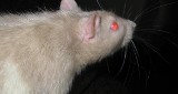 Szczury w Policach. Mieszkańcy przerażeni plagą gryzoni
