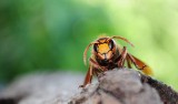 Osy i szerszenie atakują. To już plaga groźnych owadów