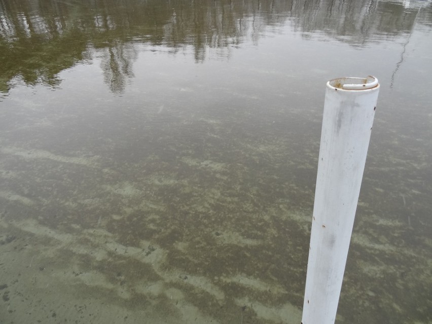 Czy jezioro w Lubikowie będzie nową mekką lubuskich morsów?