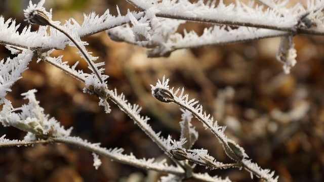 Mróz w ogrodzieNajgorzej dla roślin jest, gdy temperatura zimą jest dosyć wysoka i nagle następuje silne ochłodzenie.