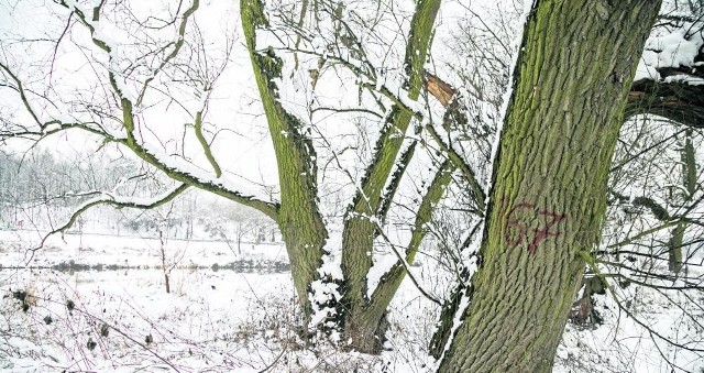 Ponumerowane drzewa w lesie łęgowym nad Wisłą