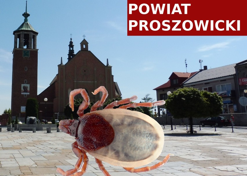 W powiecie proszowickim pod względem boleriozy można czuć...