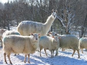 Takie stworzenia będzie można obejrzeć w sobotę i niedzielę pod "Kupcem"