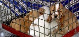 Policja zajmie się sprzedawcami psów spod giełdy samochodowej w Rzeszowie
