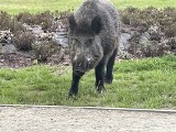 Dziki niepożądane w mieście. Jak radzą sobie Międzyzdroje? [ZDJĘCIA]