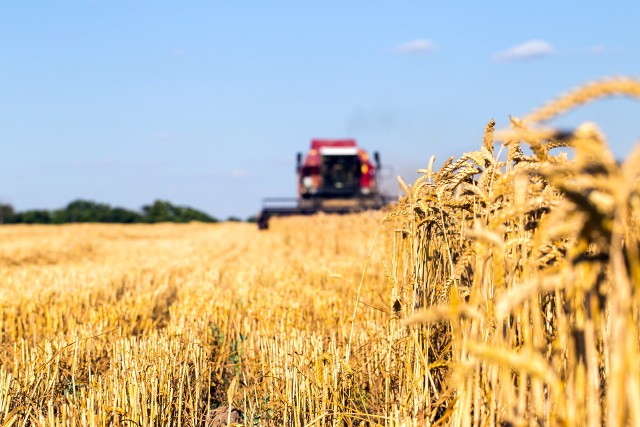 Program pomocy dla producentów zbóż prezentuje się korzystnie. Na co mogą liczyć rolnicy?