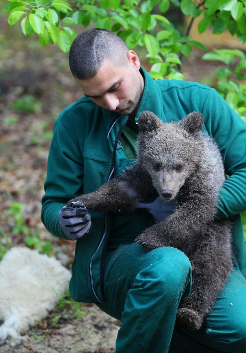 Zoo Poznań: Niedźwiedzica Cisna debiutuje na wybiegu