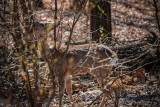 Natura jest piękna! Jelonek i sarna przyłapani na spacerze w zielonogórskim parku. Zobaczcie te zwierzęta z bliska - zdjęcia