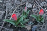 Tulipany zakwitły w Nowym Sączu [ZDJĘCIA, WIDEO]