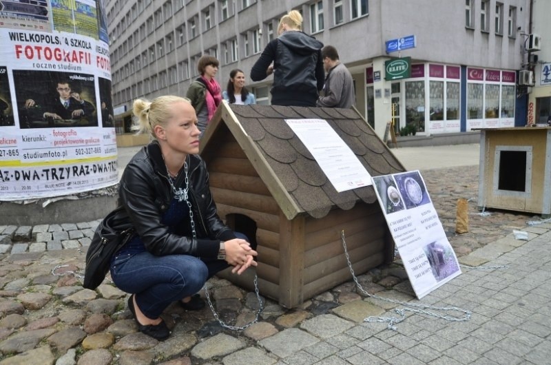 Poznań: Przykuli się łańcuchami na Półwiejskiej. Żeby zwierzęta nie cierpiały [ZDJĘCIA]