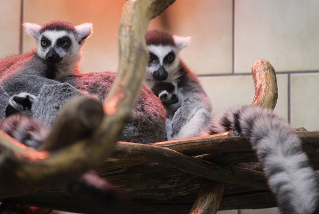 W opolskim zoo mieszkają już 22 lemury, a ich stado jest jednym z największych w Polsce.