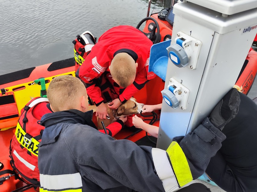 Psa pływającego w jeziorze uratowali strażacy z OSP Wolin