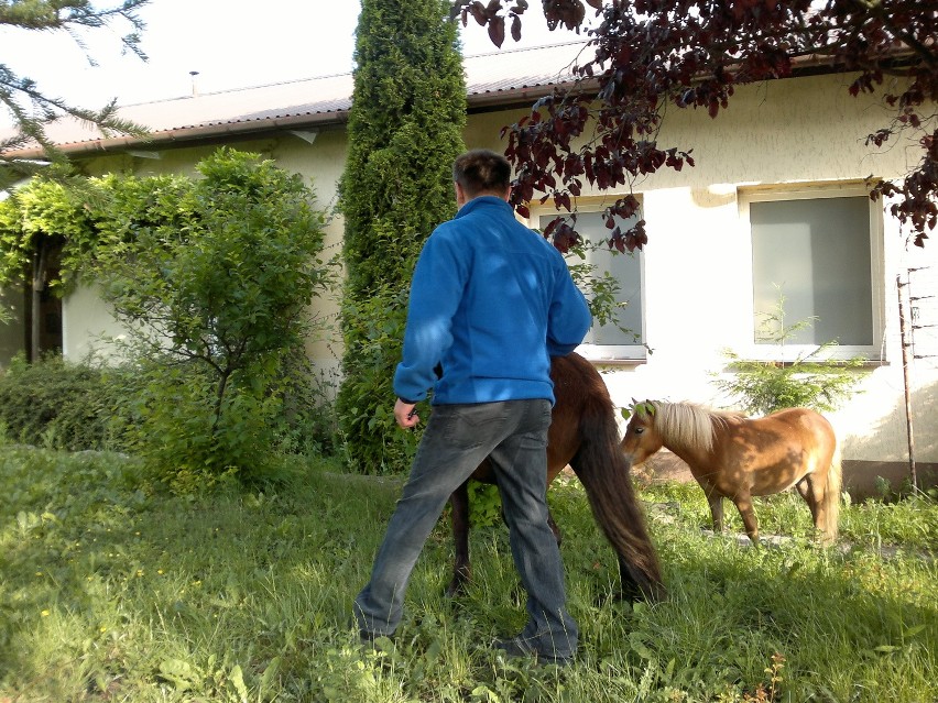 Zagubione kucyki na Przecławiu. Policja szuka właściciela