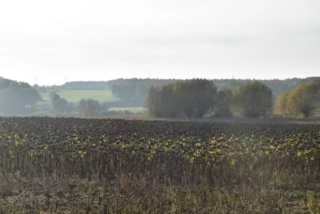 To pole było kiedyś lokalną atrakcją. Po jego uroku nie ma już jednak śladu. Zobacz jak teraz wygląda --->