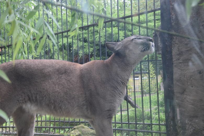 Puma Nubia zostaje w chorzowskim zoo....