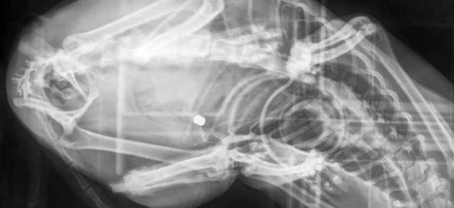 Zdjęcie rentgenowskie kota, z widocznym śrutem