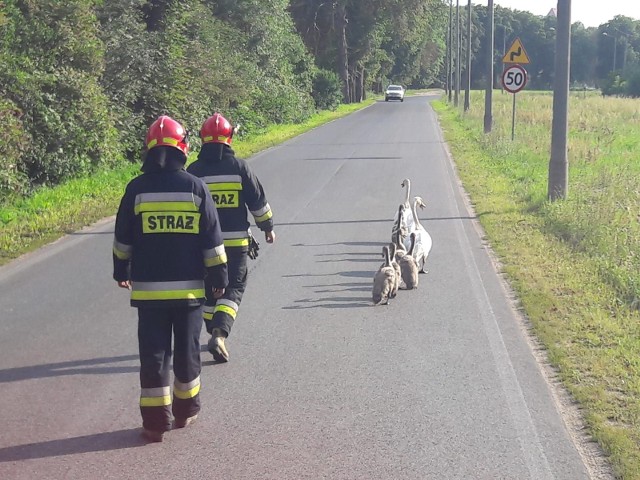 - Czasami zdarzają nam się takie „kwiatki” - śmieją się strażacy, których wezwano do niecodziennej akcji. Już się przyzwyczaili, że jak dzieje się coś nietypowego to mieszkańcy sięgają po telefon i alarmują właśnie ich.Tym razem na drodze krajowej nr 91 strażacy gonili za łabędziami. - Na jezdni zastaliśmy dwa dorosłe ptaki, które prowadziły cztery małe - relacjonują ratownicy. - Łabędzie stwarzały zagrożenie dla ruchu drogowego. Ratownicy wstrzymali całkowicie ruch na drodze i zagonili wędrujących na pobliski staw. Lipcowe ulewy: Polska walczy z powodziami.