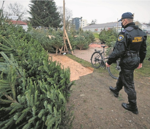 Efekt kontroli strażników miejskich jest bardzo pozytywny – wszystkie sprzedawane w Koszalinie drzewka pochodziły z legalnych wycinek.