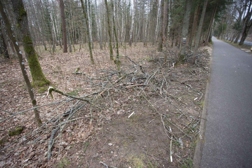 Leśnicy wycinają drzewa przy drodze do Krępy, bo zagrażają bezpieczeństwu jej użytkowników