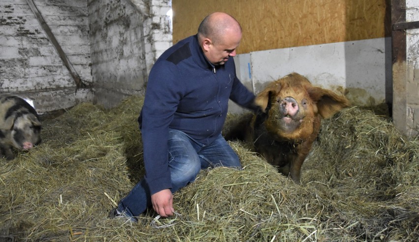 W gospodarstwie Aliny i Tomasza Mazurów, Czaruś pojawił się...