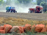 Łomżyński PEPEES rozpoczyna kampanię ziemniaczaną. Firma nie narzeka na brak surowca