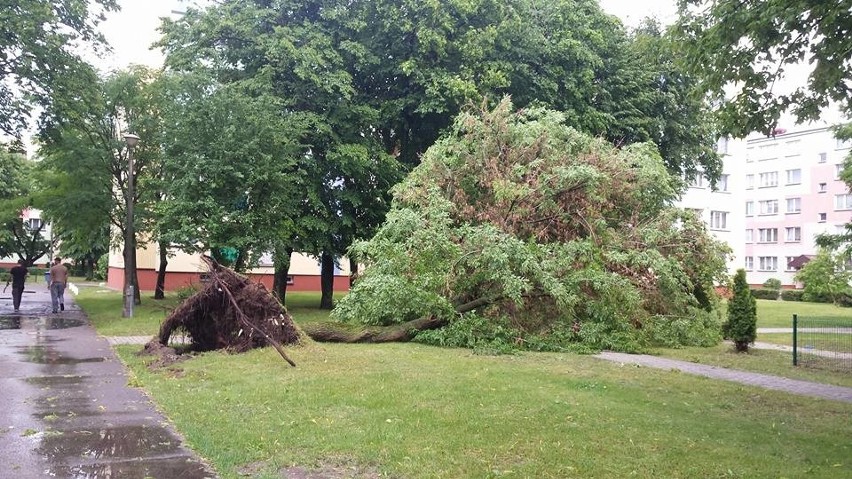 Zdjęcia są autorstwa radnego Adama Kurpiewskiego. Zrobił je...