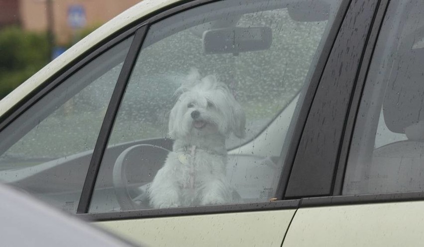 Nie zostawiaj psa w samochodzie! Zwierzę może umrzeć 