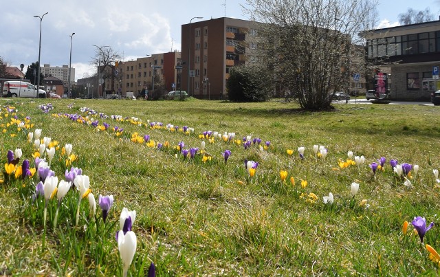Tychy. Tegoroczny zimny marzec wstrzymał kwitnienie wiosennych kwiatów. W marcu 2020 skwer między rynkiem a Teatrem Małym był obficiej ukwiecony
