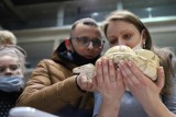 Festiwal tortów, targi terrarystyczne i wiele innych atrakcji w ten weekend w Toruniu [8-10.04.22]