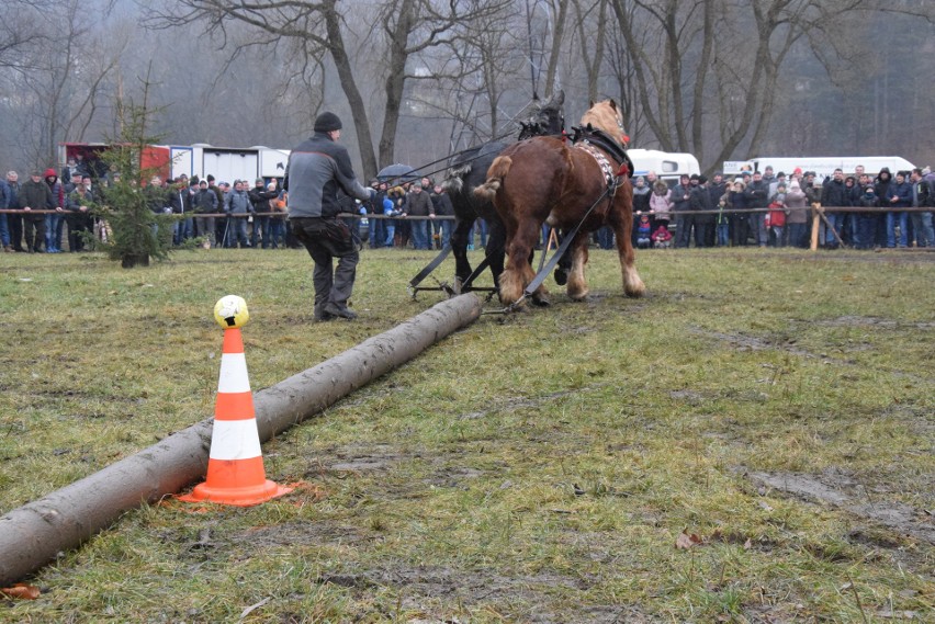 Zawody Furmanów w Węgierskiej Górce. Rywalizacja tylko dla twardzieli. W deszczu i błocie ZDJĘCIA + WIDEO