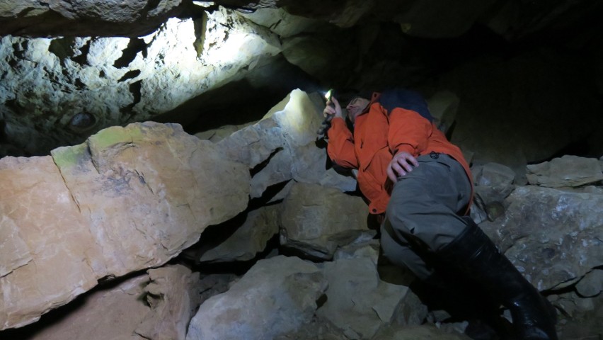 Speleolodzy liczą nietoperze na Podkarpaciu. Sprawdzili stary tunel i sztolnie, w których zimują te ssaki [ZDJĘCIA]
