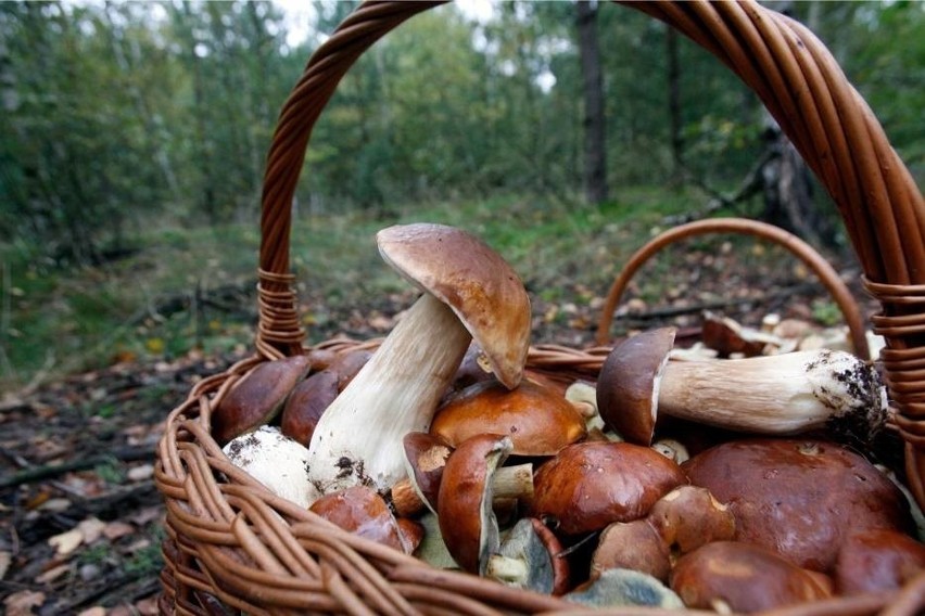77-latek zgubił się w lesie podczas zbierania grzybów (zdj....