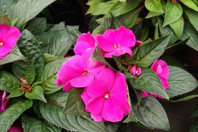 Niecierpki to idealne rośliny na zacienione balkony i rabaty. Kwitną obficie i kolorowo.