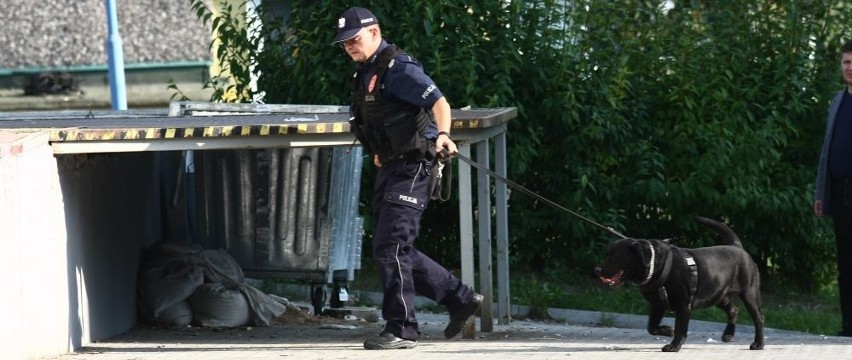 Czarny labrador Boy to specjalista od wykrywania ładunków...