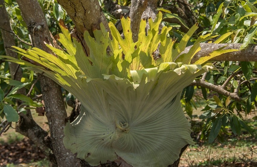 Tak zwane łosie rogi (platycerium) to niezwykła roślina,...