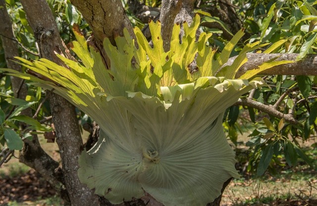 Tak zwane łosie rogi (platycerium) to niezwykła roślina, którą można uprawiać w doniczkach.